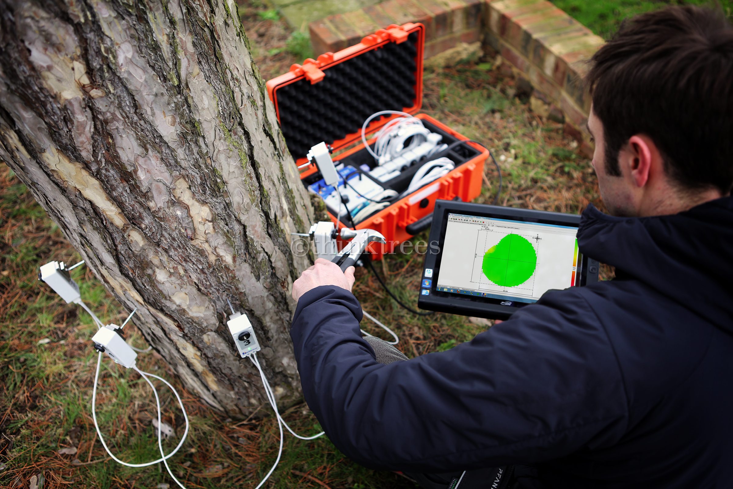 Tree expert testing a pine tree for decay using an arbotom impulse tomography unit