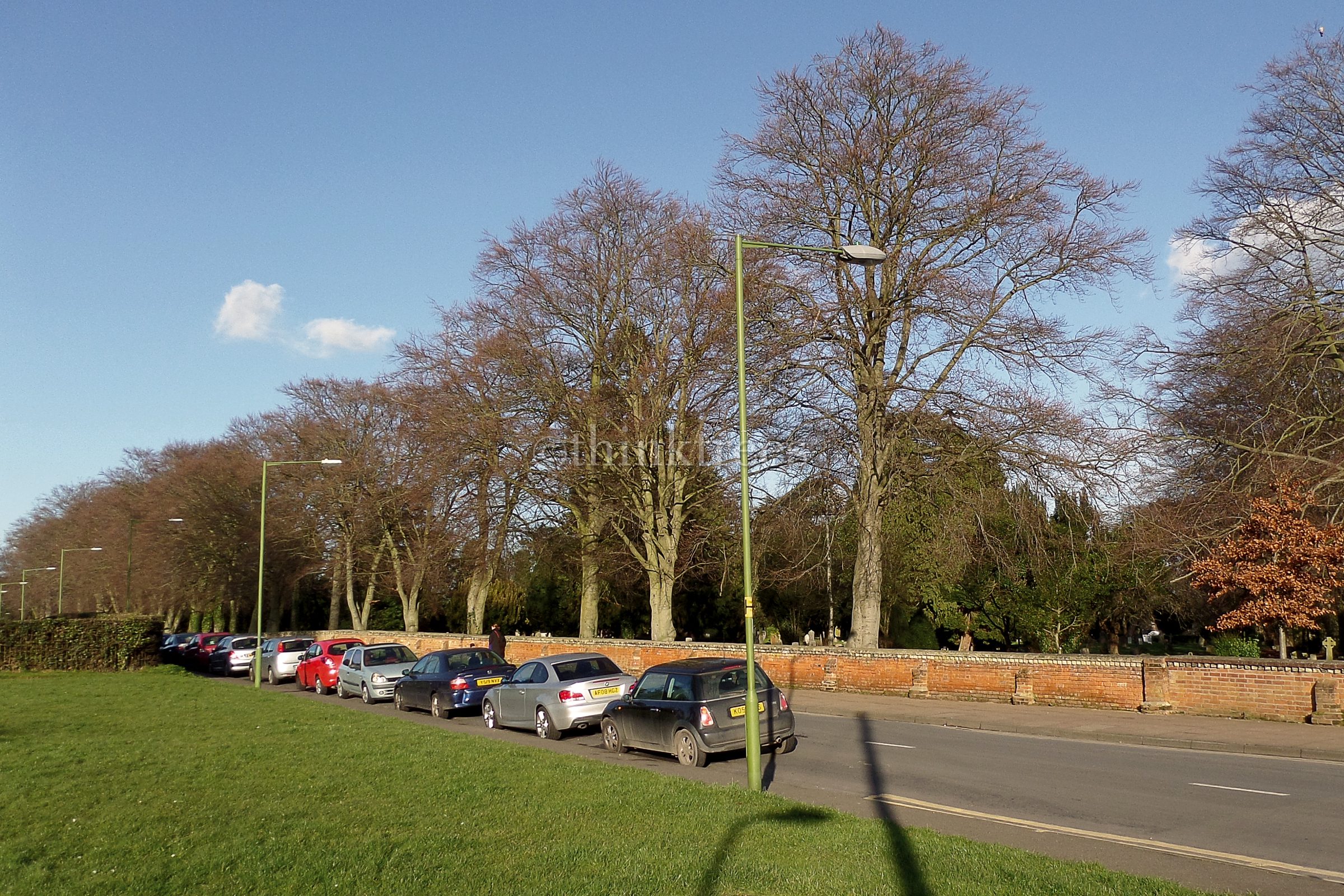 An impressive line of mature beech trees running the length of Cemetery Road in Bishop's Stortford