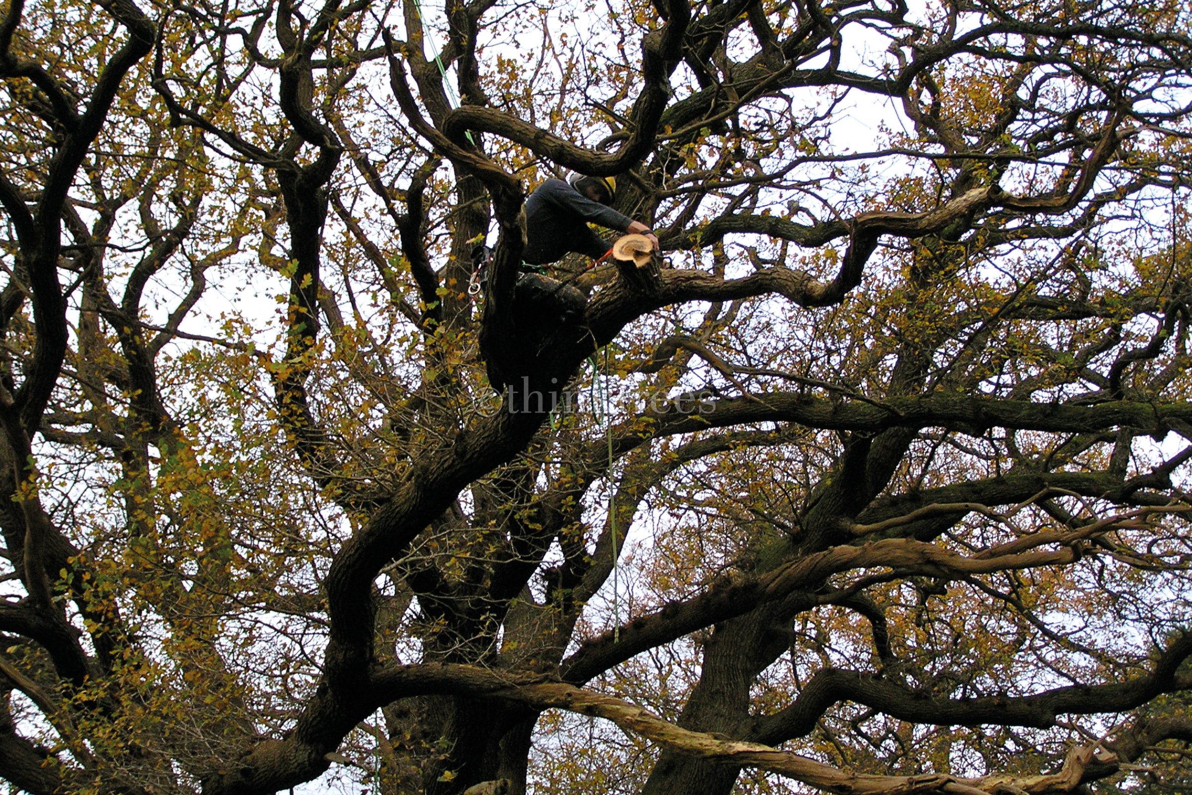 Arborist carrying out end weight reduction of a poorly tapered structural branch