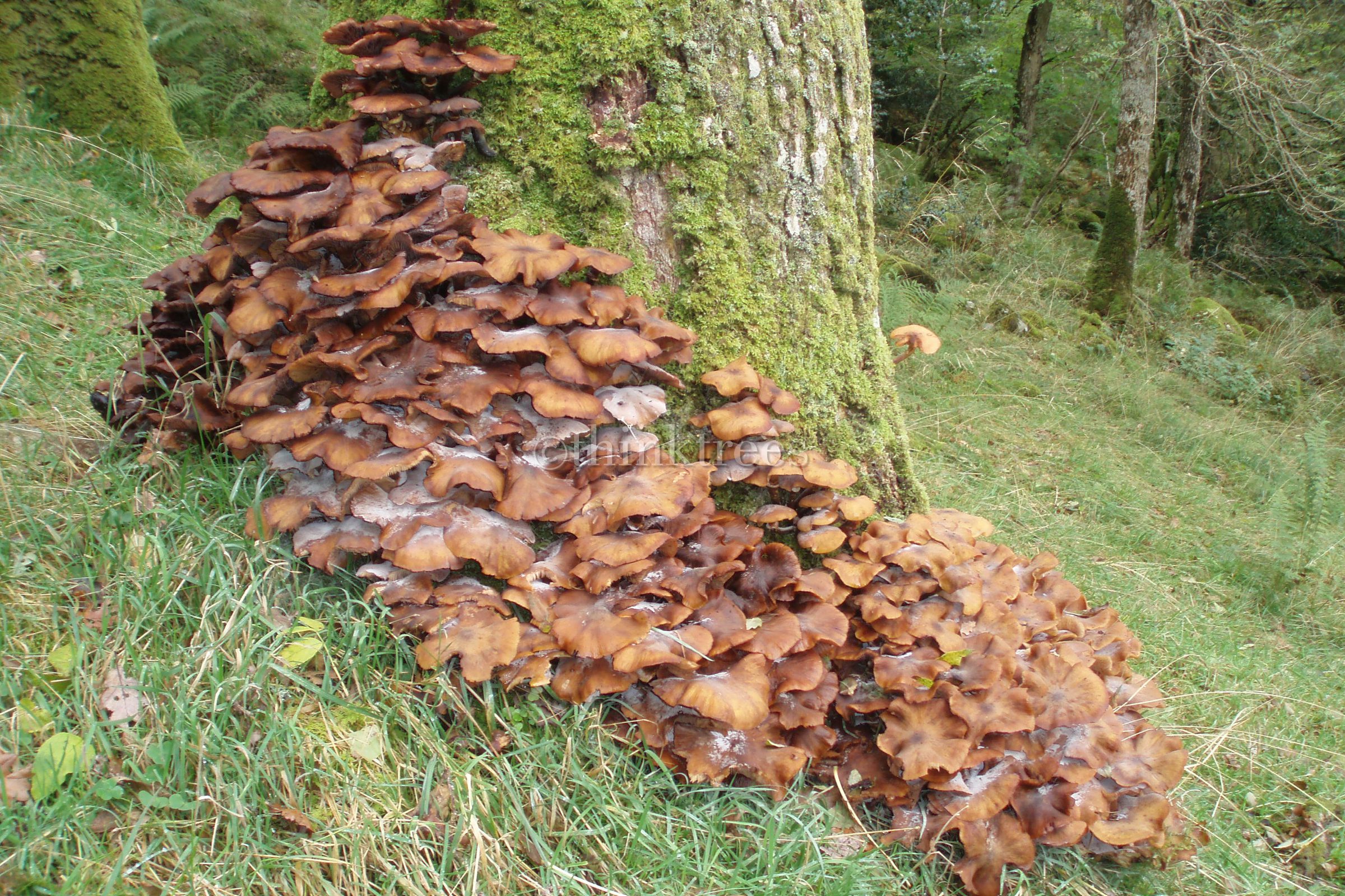 Fruiting bodies of Honey fungus (Amillararia sp.) around the base of a tree