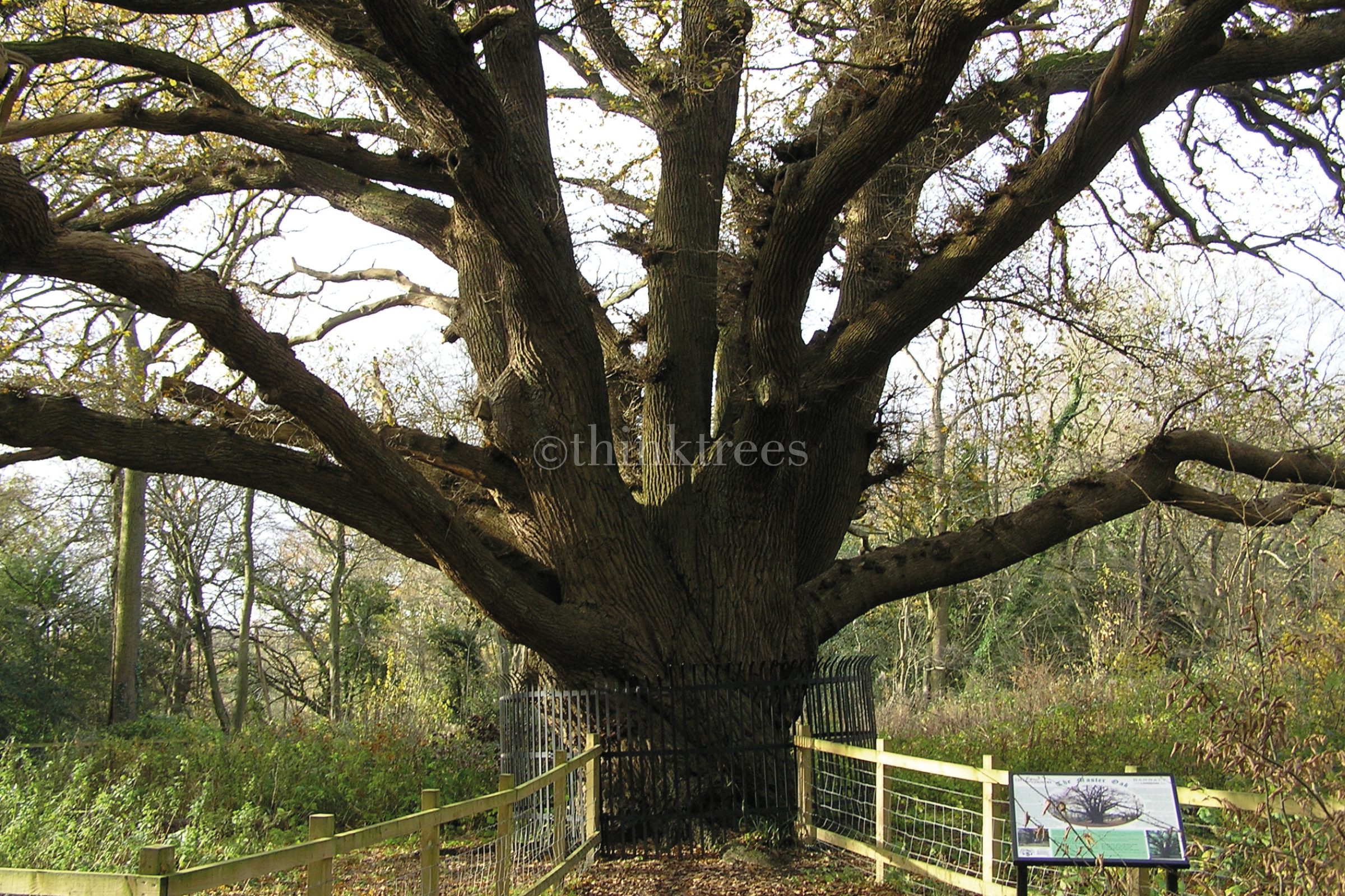 The enormous trunk of the ancient oak at Bentley Priory
