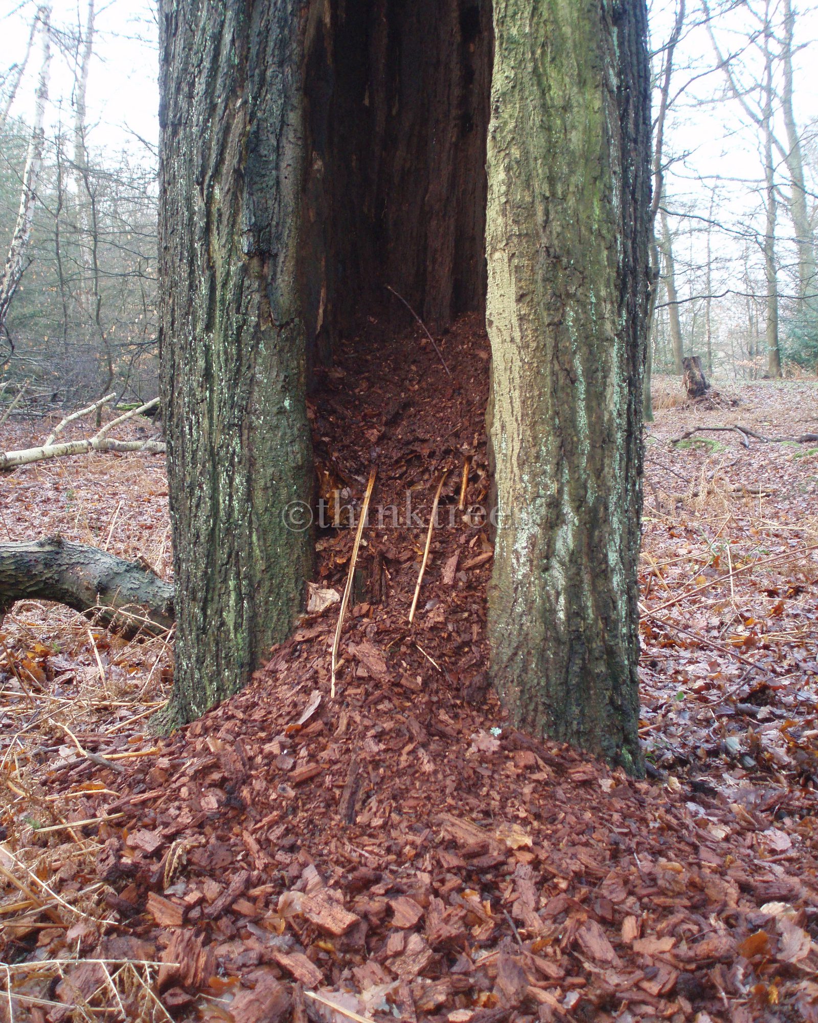 The hollow trunk of a veteran beech pollard at Burnham Beeches, Buckinghamshire