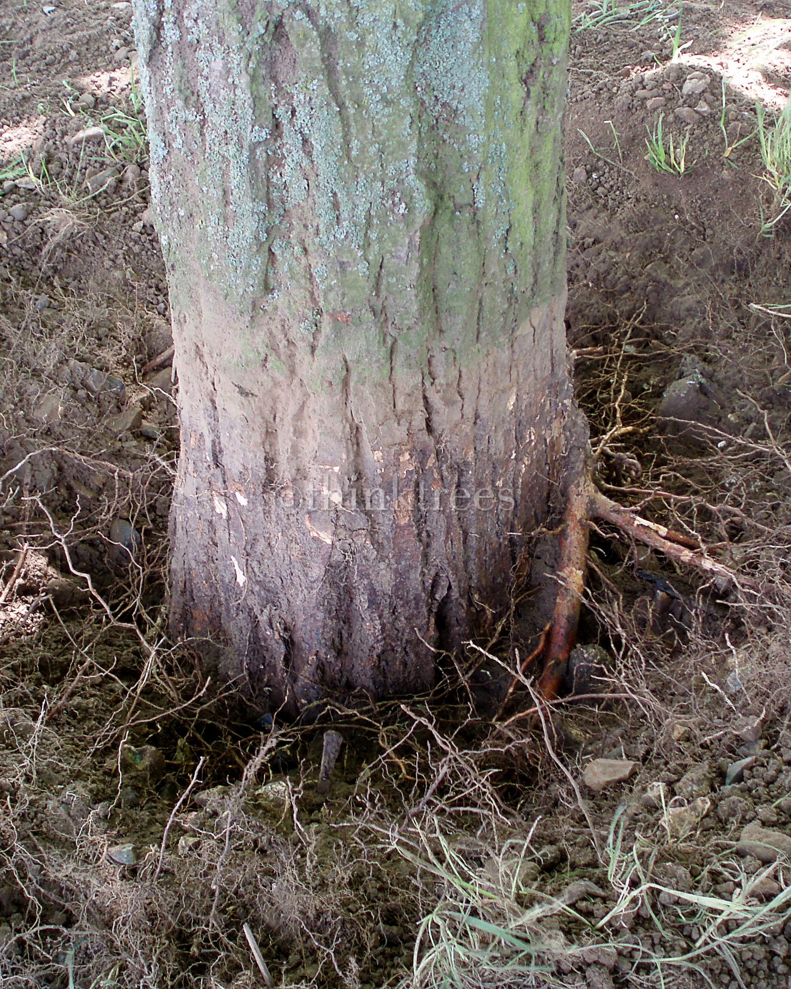 The result of root collar excavation carried out on a lime tree that had the soil level raised around the base detail